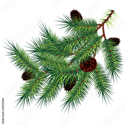 Pine branch and cones, vector