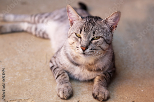 Fototapeta Naklejka Na Ścianę i Meble -  Cat / Domestic cat posing for the camera