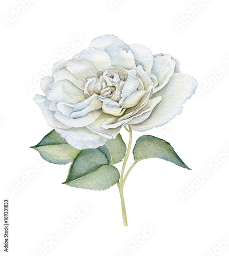 Hand drawn watercolor delicate white rose