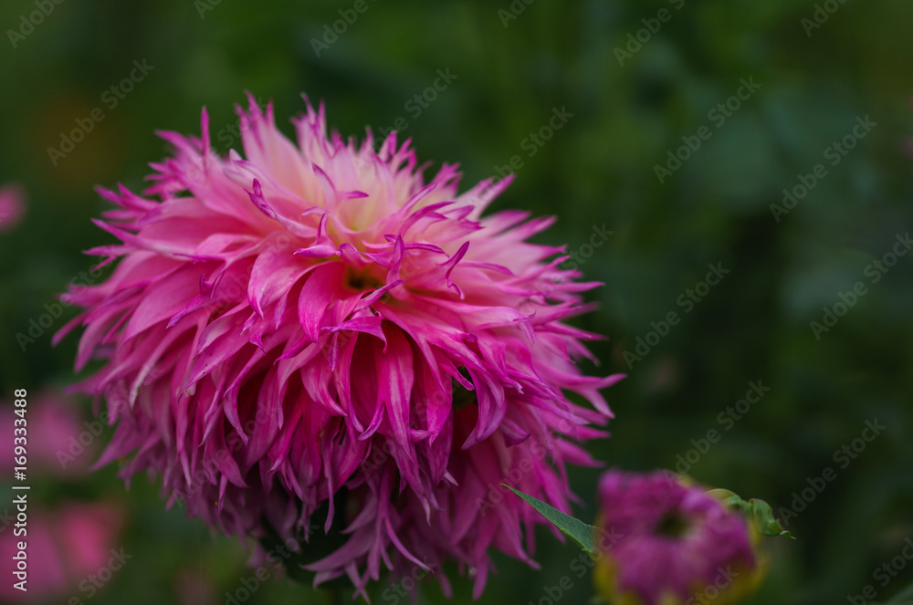 Blümchen Blümchen