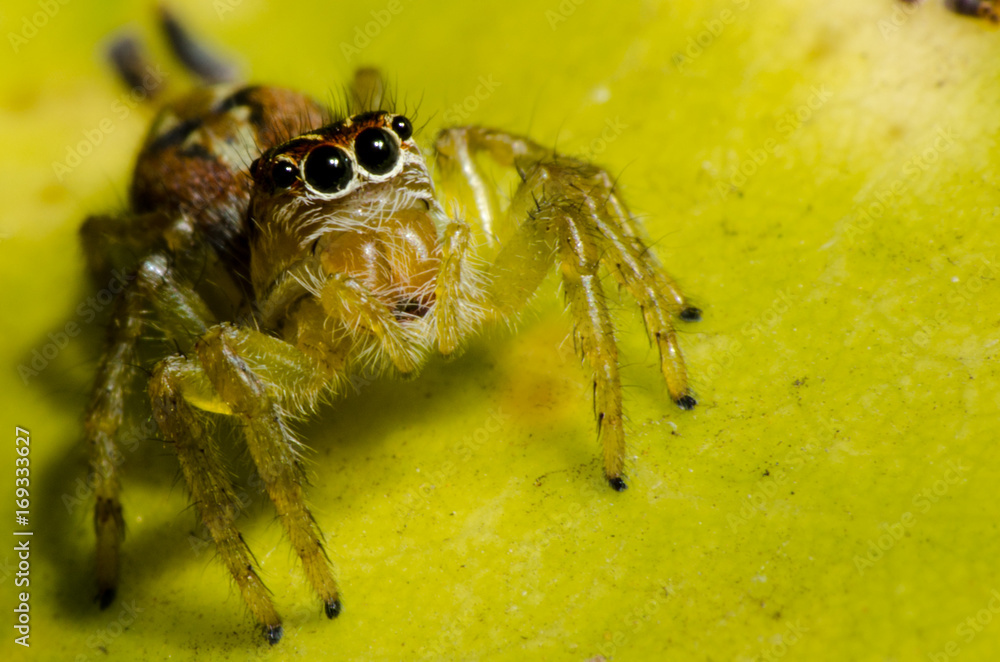 Fototapeta premium Pequenos detalhes
