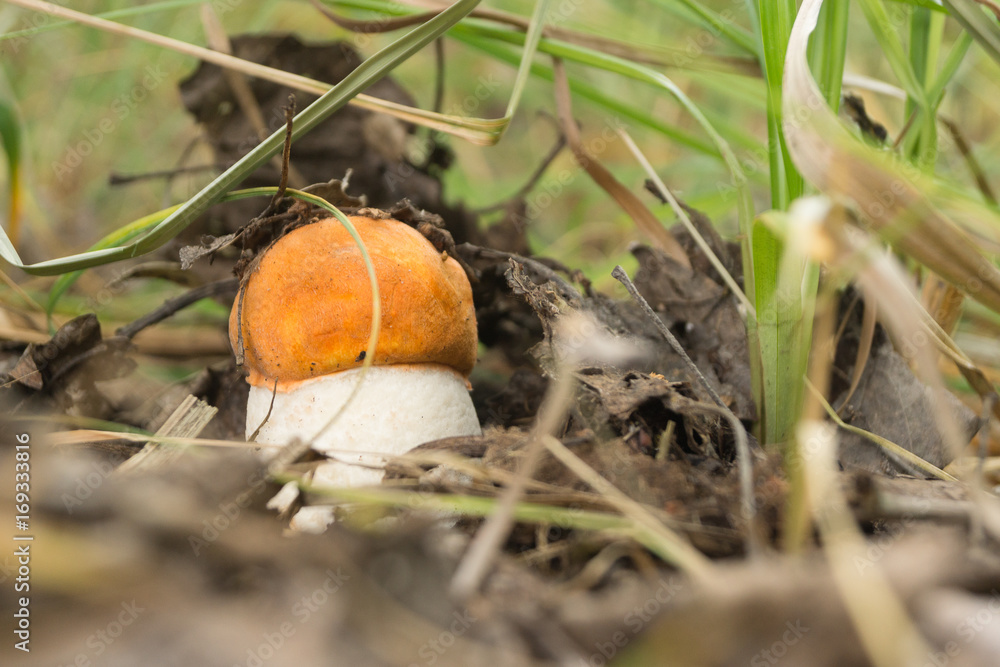 Mushroom boletus in the forest bathed in natural light. Mushroom boletus in the forest bathed in natural light.