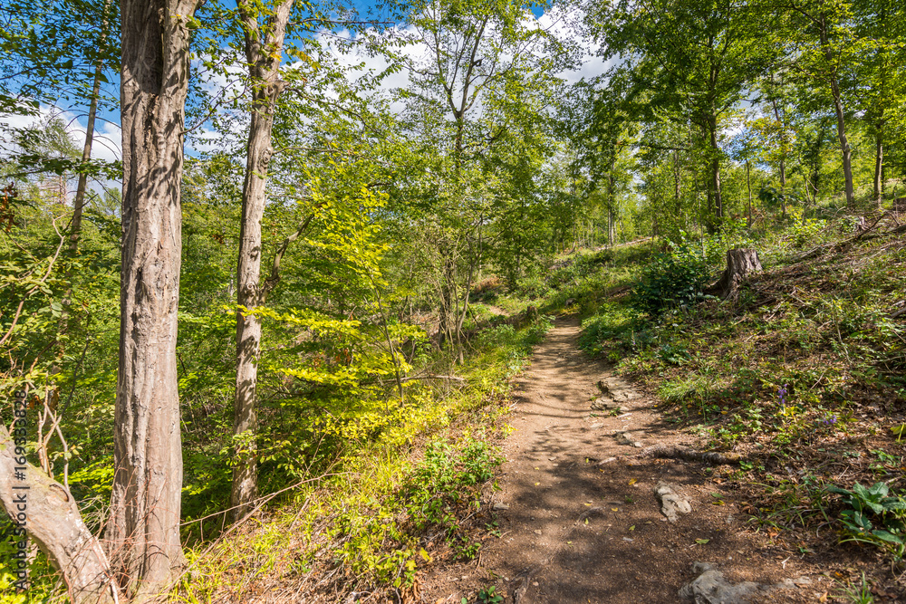 Road in the forest with trees, wood, plants and summer clouds. Road in the forest with trees, wood, plants and summer clouds.