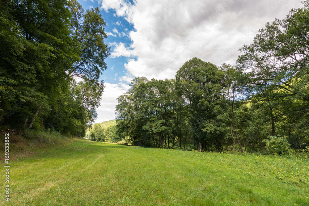 Road in the forest with trees, wood, plants and summer clouds.