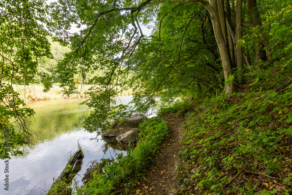 River in the forest with trees, wood, plants and summer clouds. River in the forest with trees, wood, plants and summer clouds.