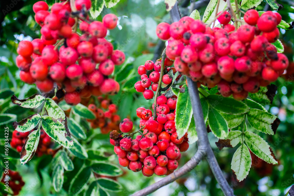 Red rowan berries hanging on the branch.