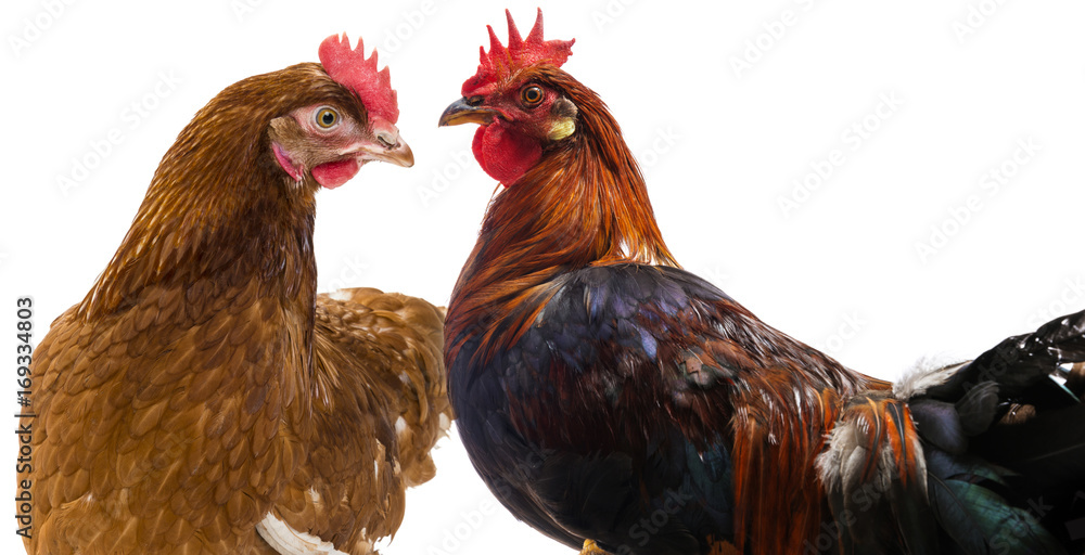 brown hen and rooster isolated on white background