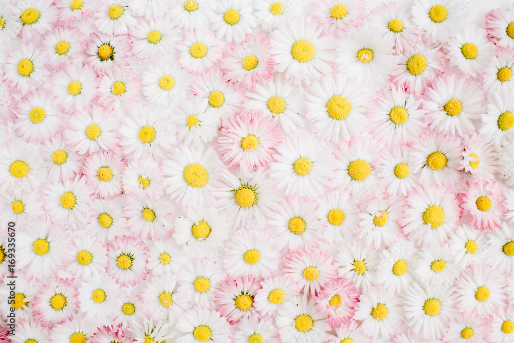 Floral pattern made of white and pink chamomile daisy flowers. Flat lay, top view. Floral background. Pattern of flower buds.