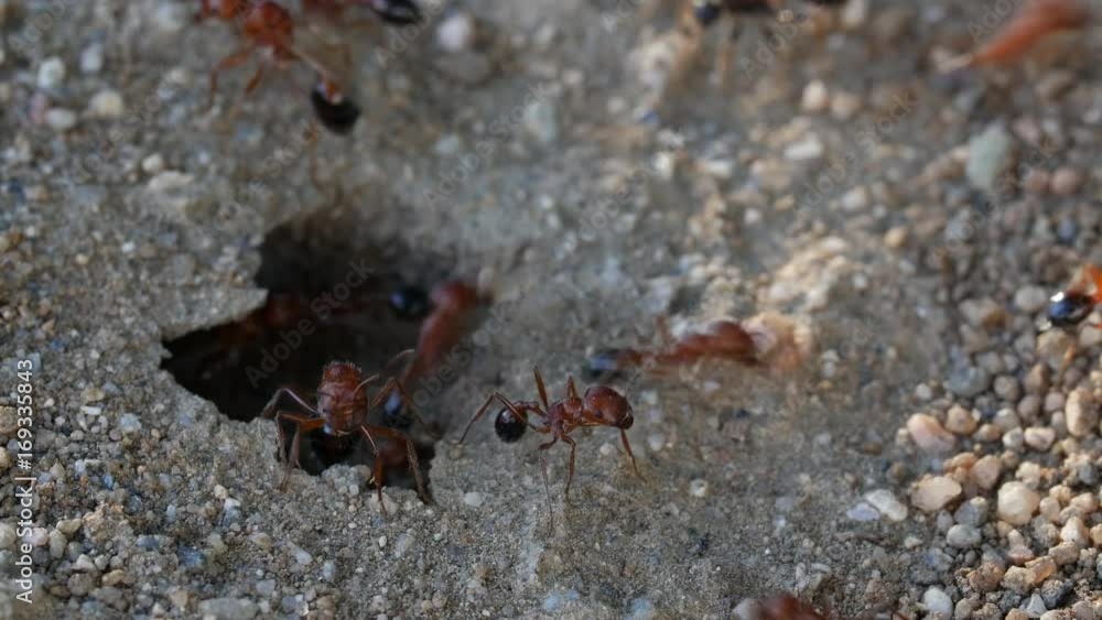 Red Black Winged Ants wings Red Black Winged Ants wings