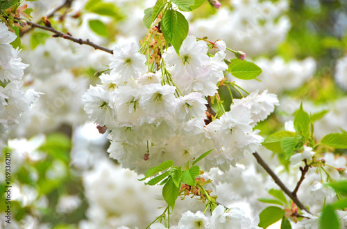 Cerasus serrulata (Japanese flowering cherry)