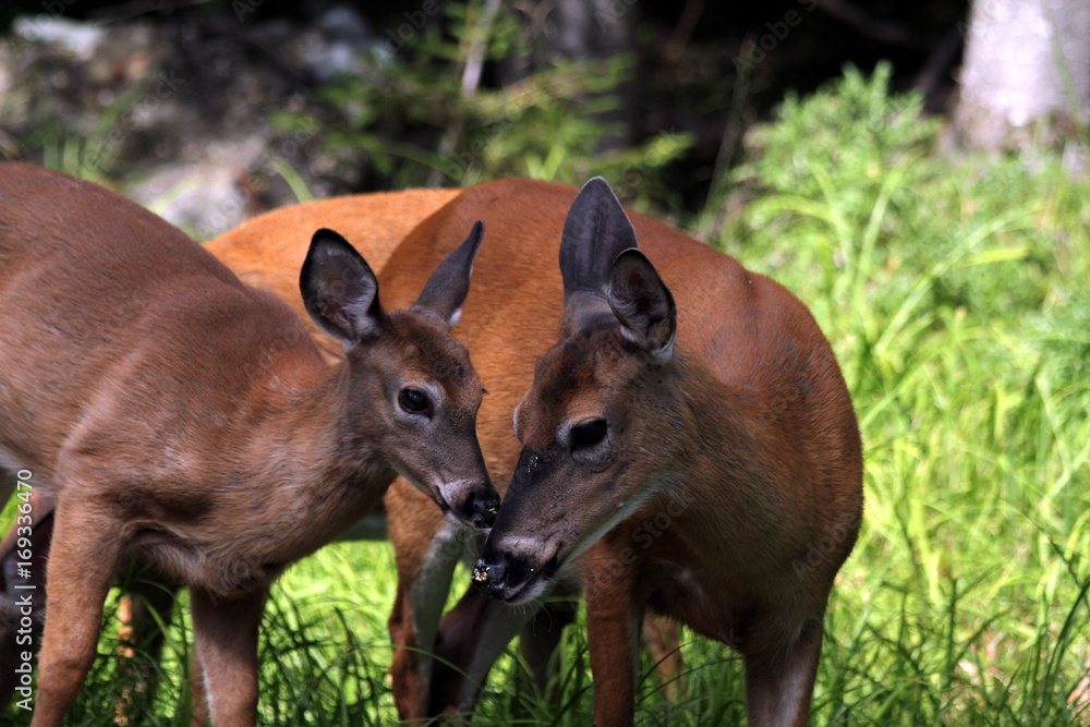 Fototapeta premium Deer, Moosehead Lake, Maine
