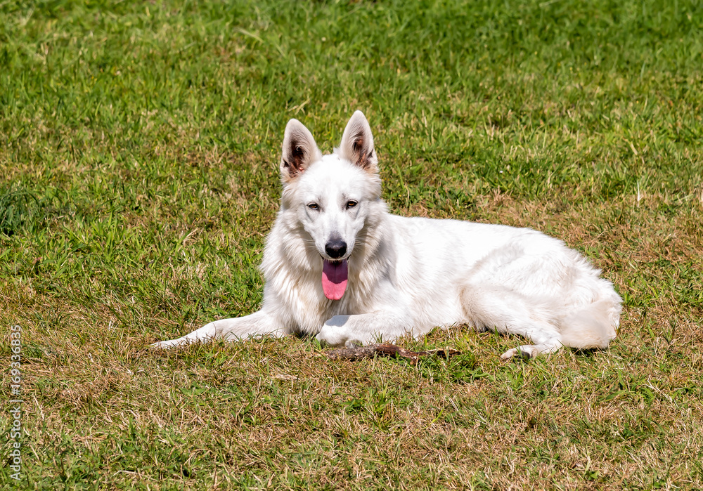 White Swiss Shepherd lying down on the grass.
