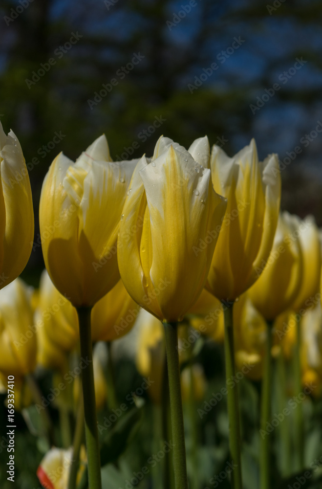 Obraz premium Colourful tulip flowers with beautiful background on a bright summer day