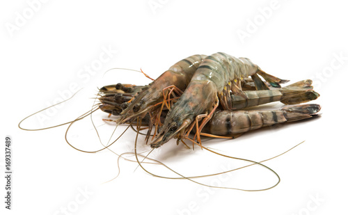 fresh shrimp isolated