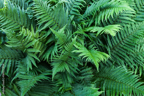 Fern leaves