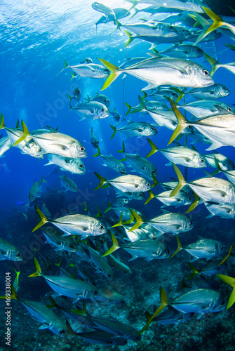 A school of horse eyed jacks slowly swim underneath a dive boat through the tropical warm waters of the Caribbean sea. In the Cayman Islands, sightings of many silver fish underwater are common.