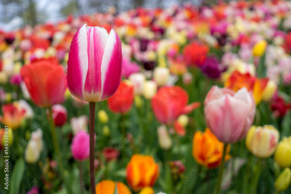 Colourful pink tulip flowers with beautiful background on a bright summer day Colourful pink tulip flowers with beautiful background on a bright summer day