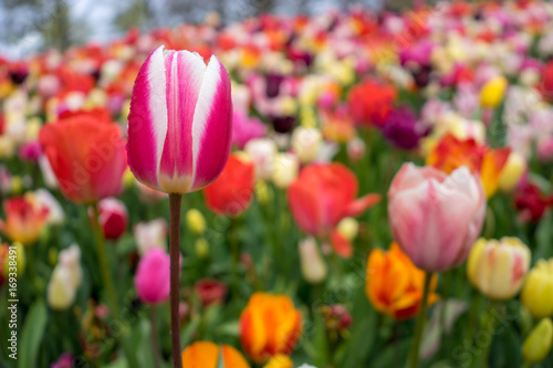 Colourful pink tulip flowers with beautiful background on a bright summer day