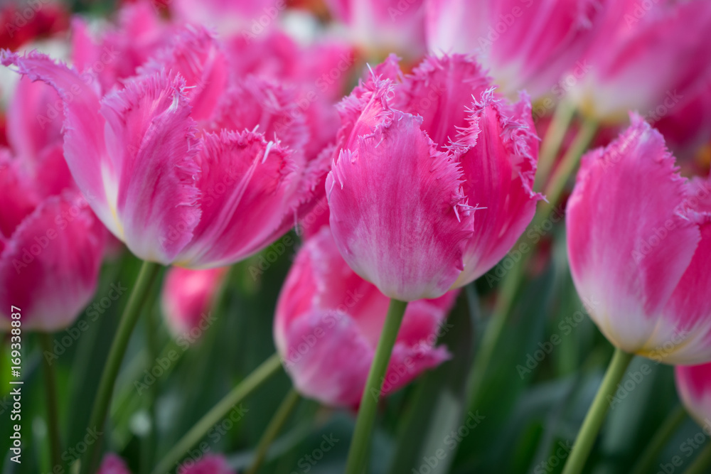 Colourful tulip flowers with beautiful background on a bright summer day Colourful tulip flowers with beautiful background on a bright summer day