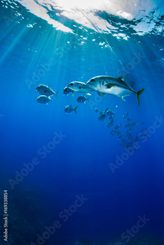 A school of horse eyed jacks slowly swim underneath a dive boat through the tropical warm waters of the Caribbean sea. In the Cayman Islands  sightings of many silver fish underwater are common.