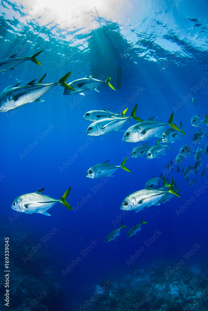 A school of horse eyed jacks slowly swim underneath a dive boat through ...