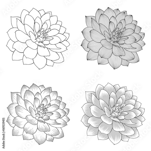 Fototapeta Naklejka Na Ścianę i Meble -  Set of monochrome abstract hand-drawn dahlia flowers.