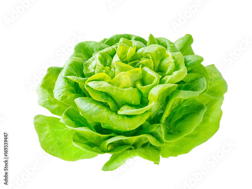 Lettuce salad rosette head with water drops
