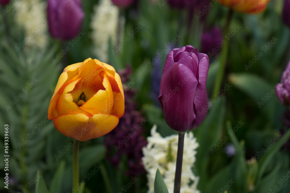 Obraz Kolorowe kwiaty tulipanów z pięknym tłem w jasny letni dzień
