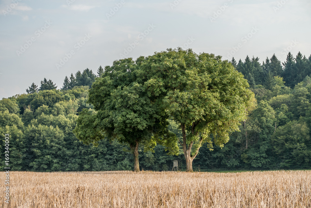Fototapeta premium Bäume im Feld