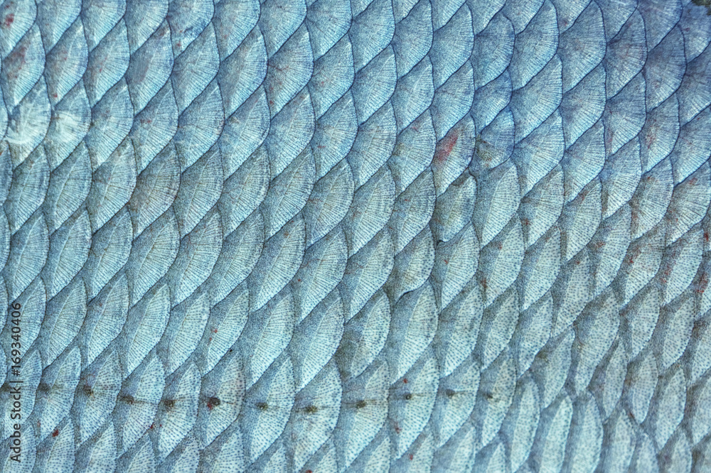 Bream fish scales, toned Stock Photo Adobe Stock