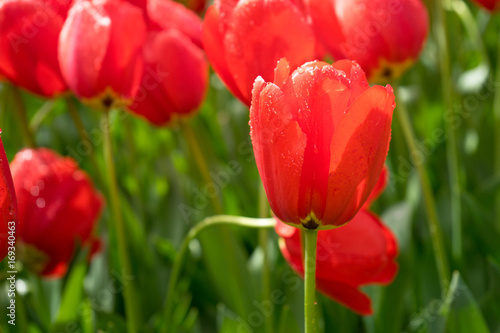 Colourful red tulip flowers with beautiful background on a bright summer day