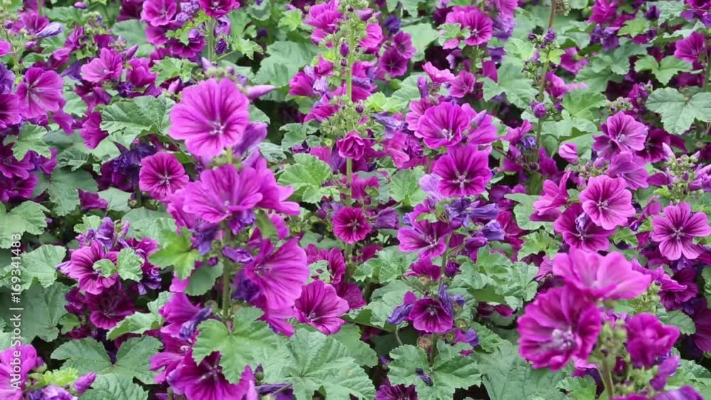 beautiful flower field of purple wild mallow
beautiful flower field of purple wild mallow