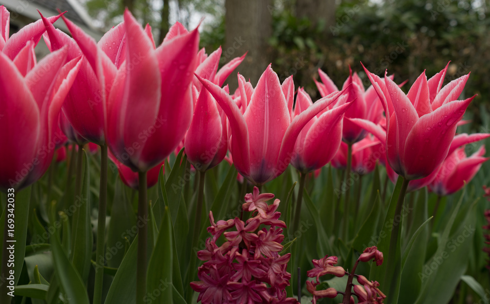 Colourful tulip flowers with beautiful background on a bright summer day Colourful tulip flowers with beautiful background on a bright summer day