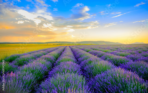 field of the blossoming lavender on a sunset  on the horizon the field is bordered by hills  bright saturated flowers