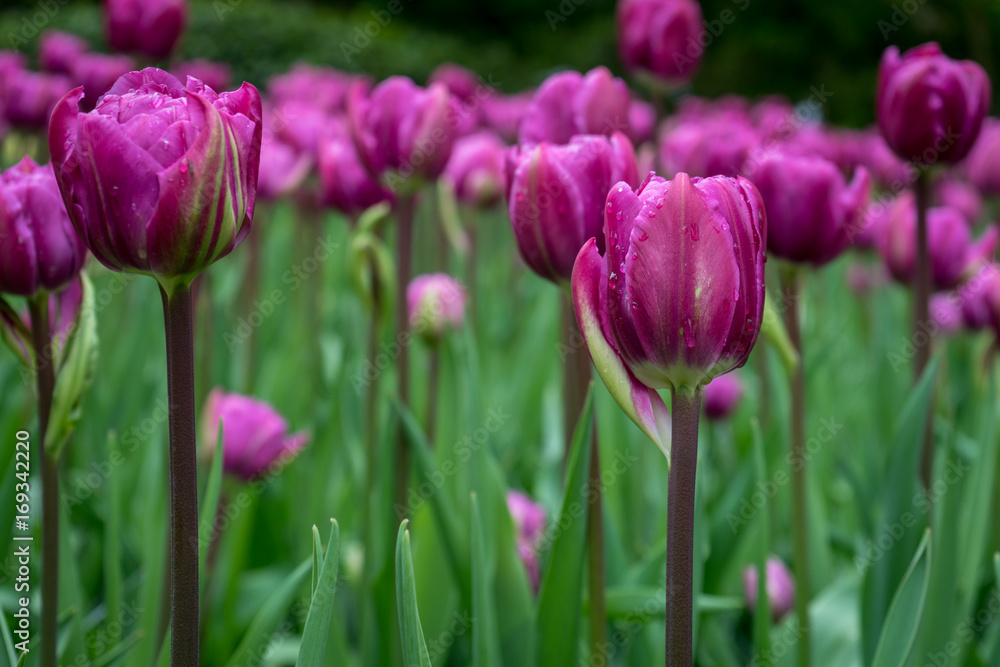 Colourful tulip flowers with beautiful background on a bright summer day