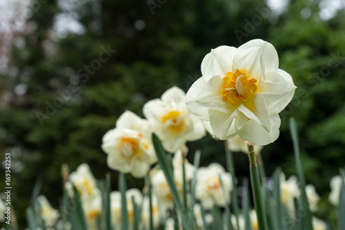 Colourful daffodil flowers with beautiful background on a bright summer day