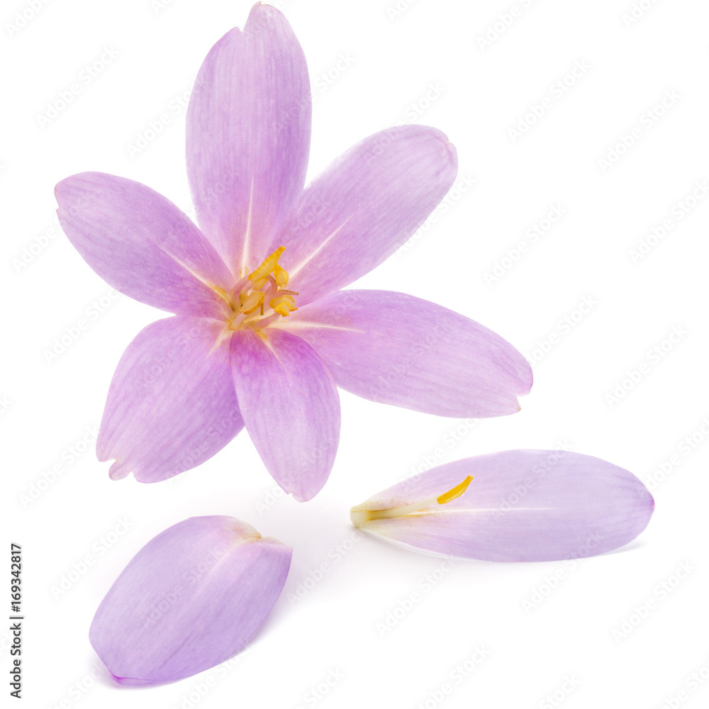 Obraz premium lilac crocus flowers isolated on white background