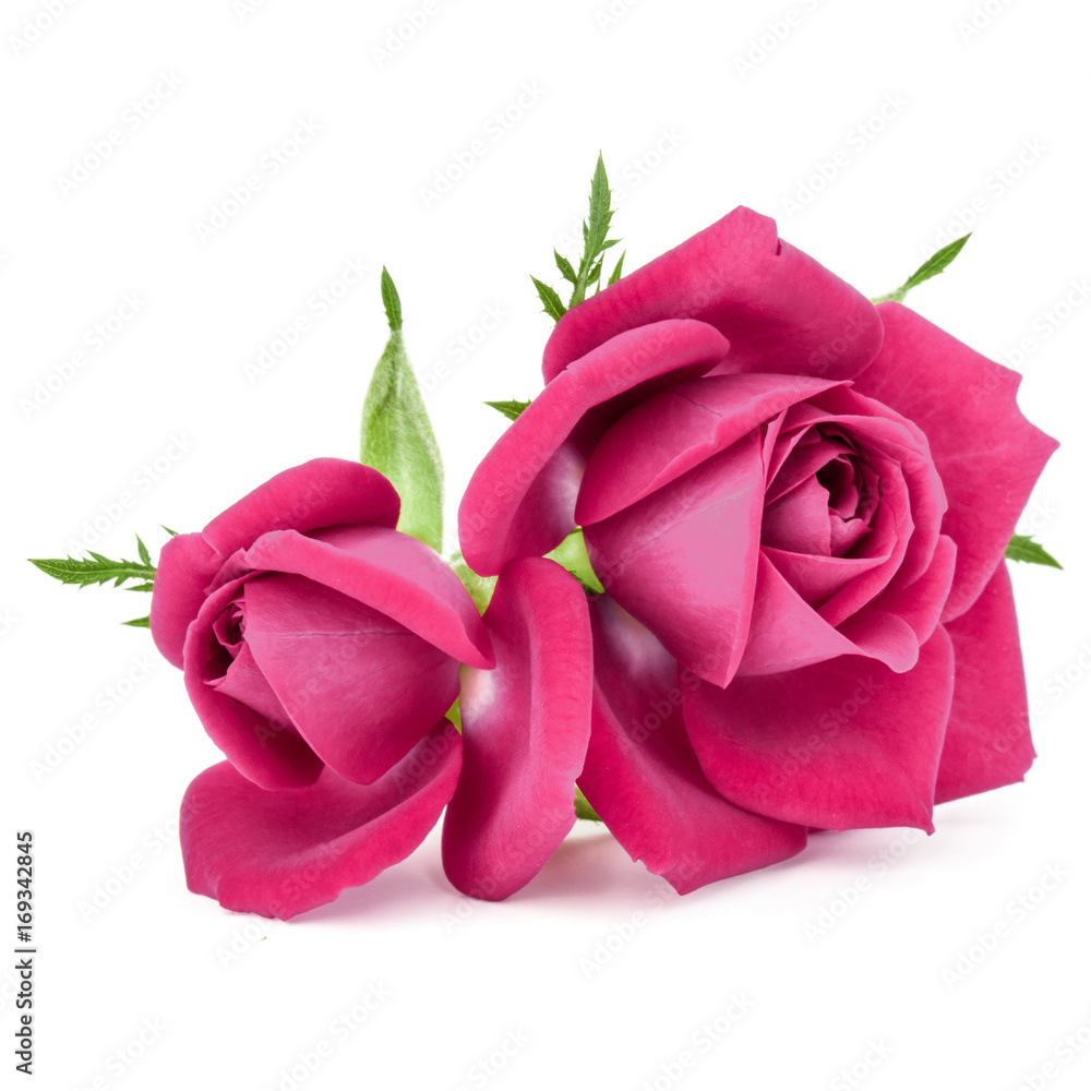 Fototapeta premium pink rose flower bouquet isolated on white background cutout