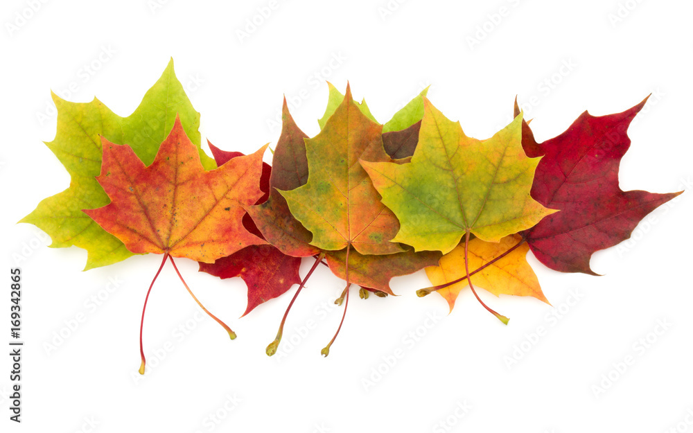 colorful autumn maple leaf isolated on white background