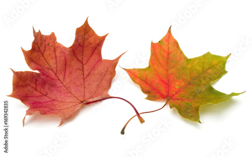 colorful autumn maple leaf isolated on white