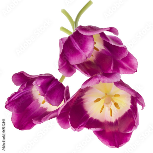 Fototapeta Naklejka Na Ścianę i Meble -  Three lilac tulip flowers isolated on white background cutout