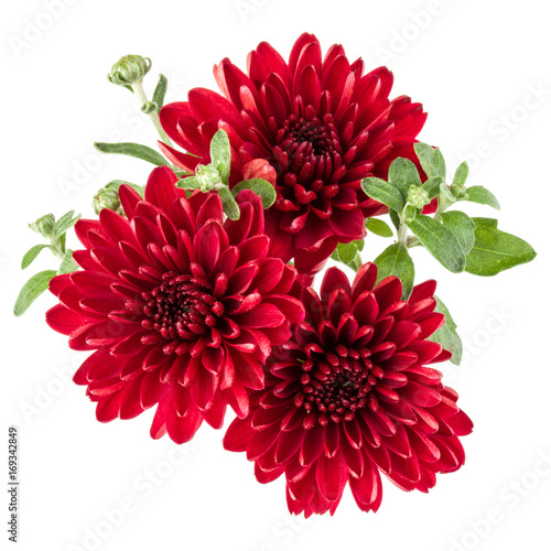 Fototapeta Naklejka Na Ścianę i Meble -  Red chrysanthemum flower isolated on white background