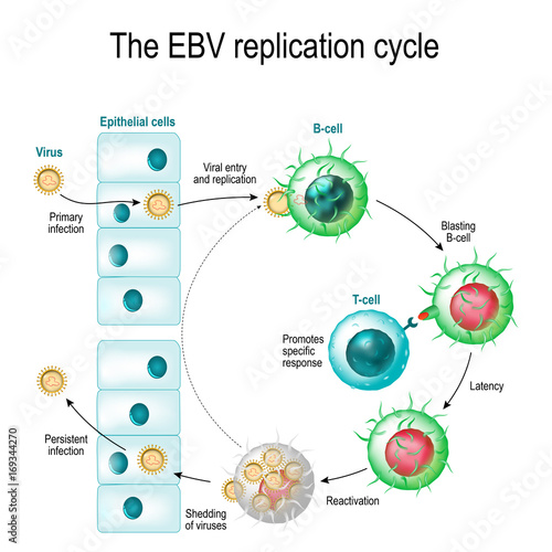 The Epstein–Barr virus replication cycle photo