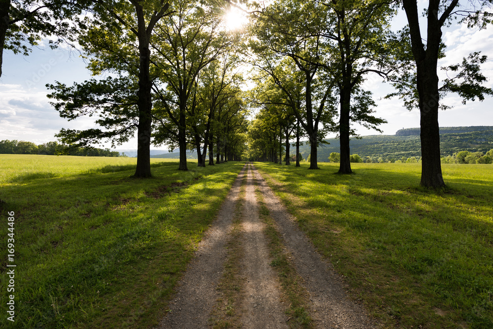 Road to Mohonk Mountain House from the Testimonial Gateway in New Paltz New York. Tree lined trail through a green pasture at sunset.