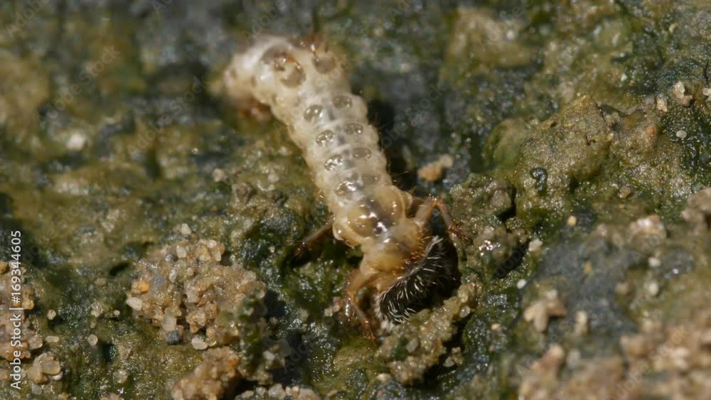 Northern dune tiger beetle larva (Cicindela hybrida) Northern dune tiger beetle larva (Cicindela hybrida)