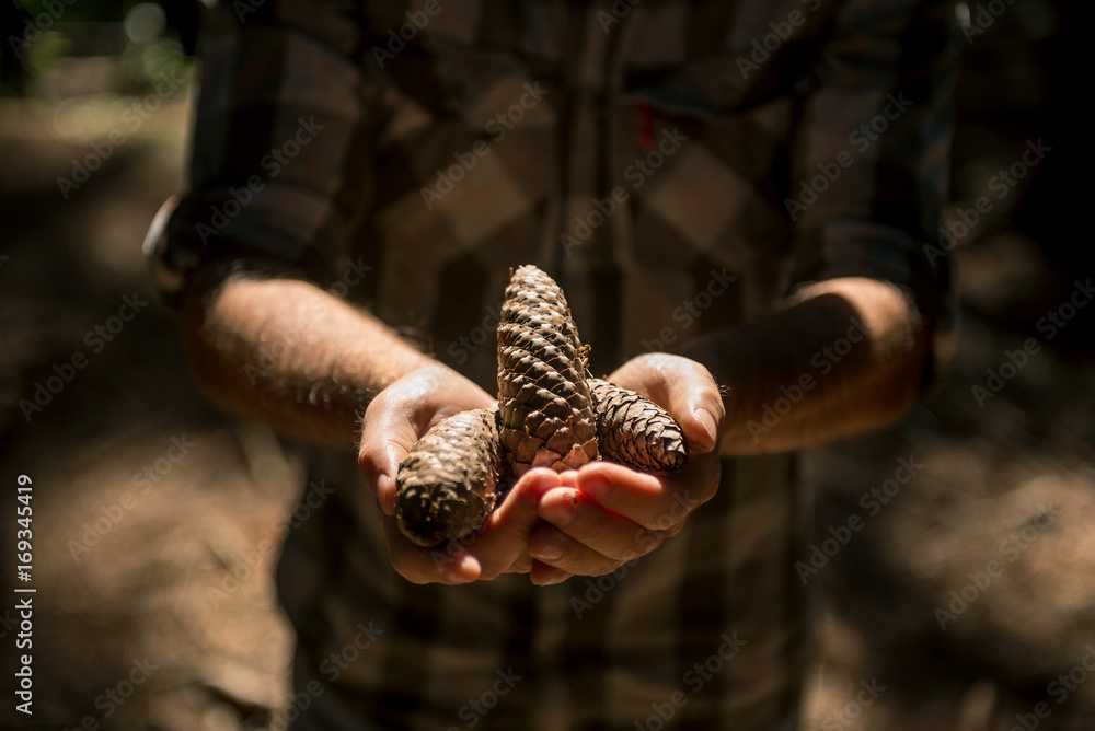 Active young adult man looking at pine cone in wild pine forest on mountain in sunny summer day outdoor