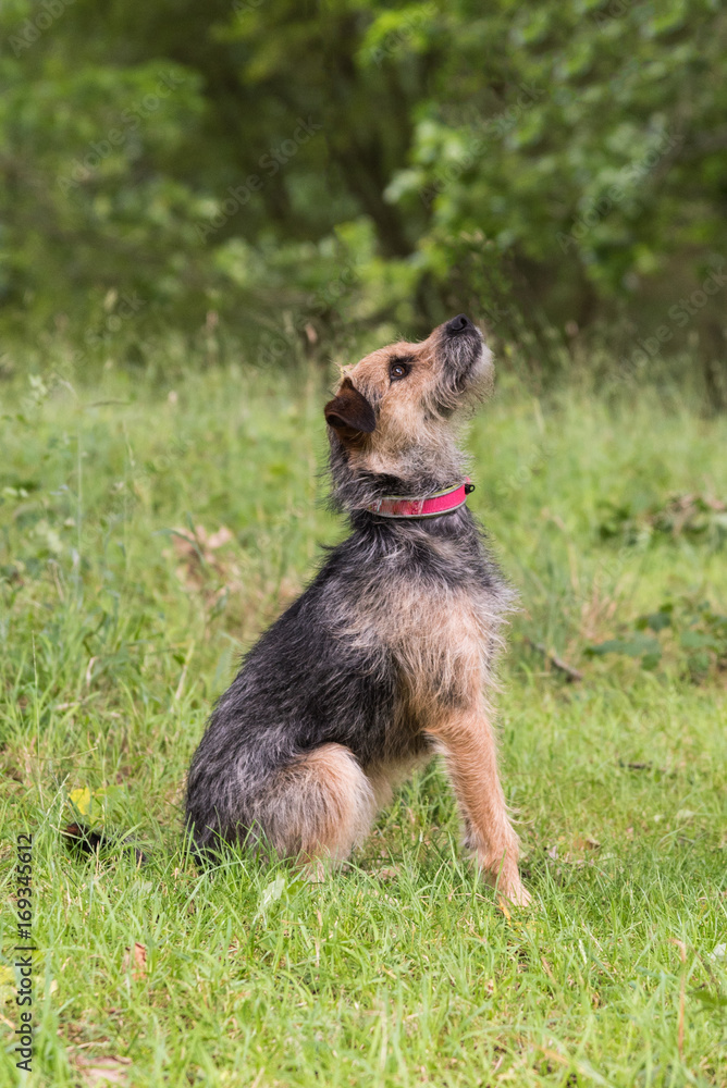Terrier sitting in grass with trees in background looking up and to the right Terrier sitting in grass with trees in background looking up and to the right