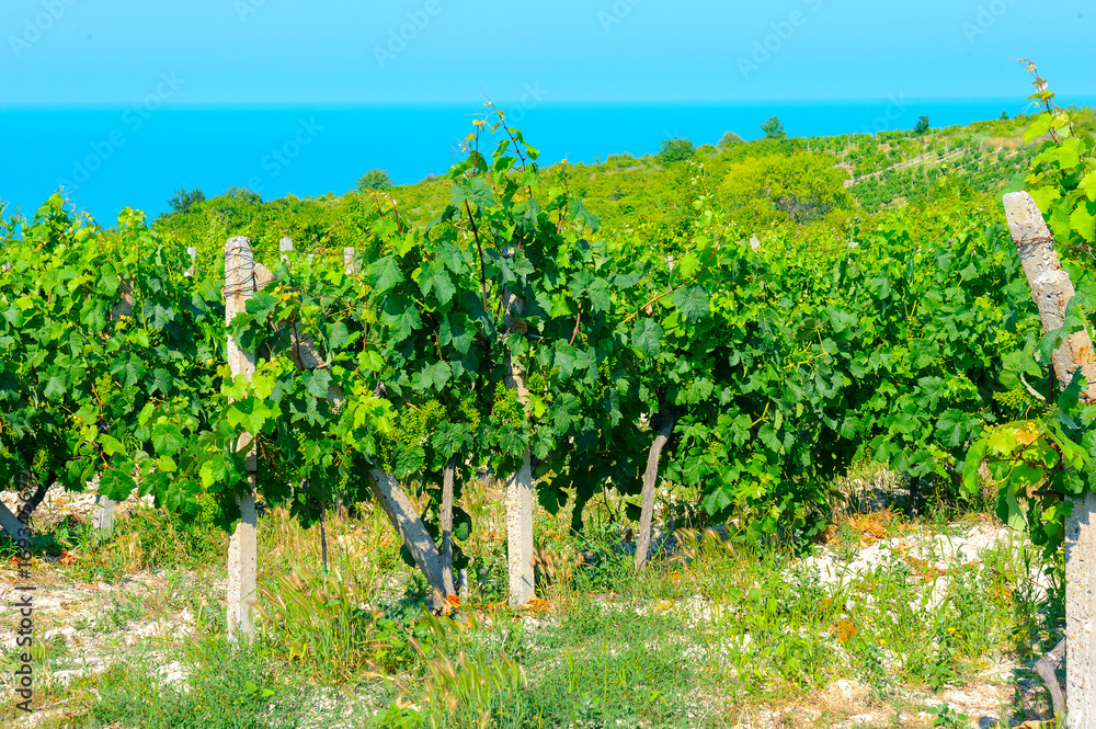 vineyards growing on slopes of hills on Black Sea coasts of Bulgaria on a background the sea stretches