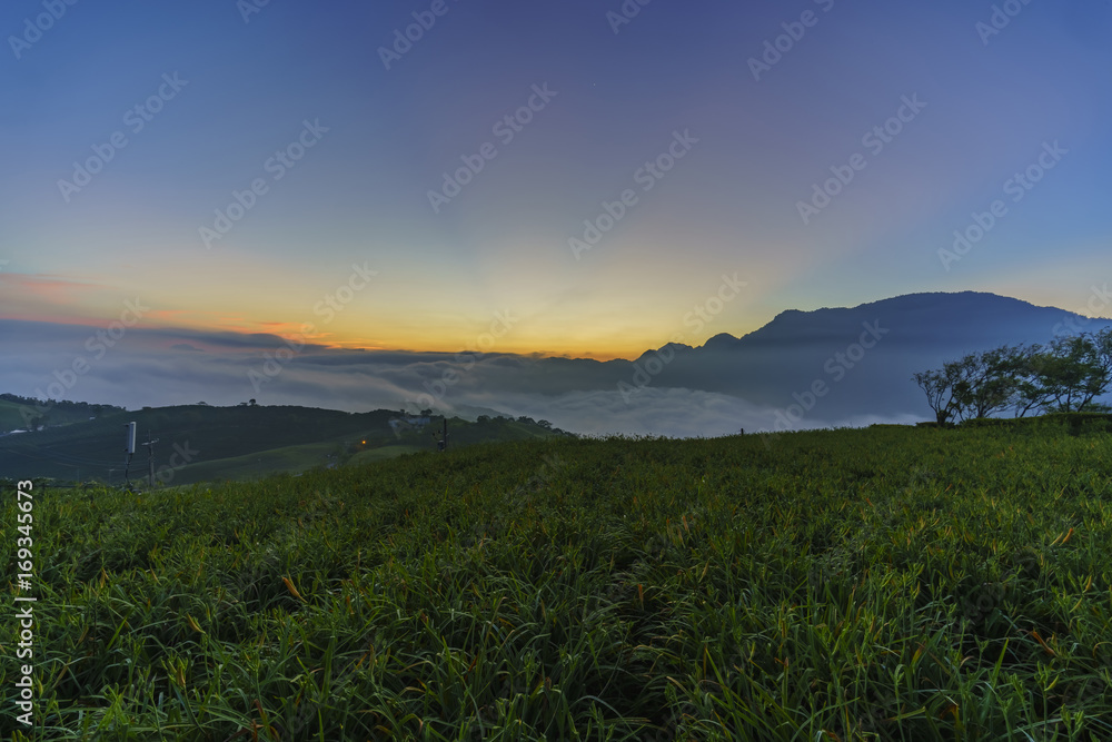 Obraz premium Sunrise with oblique light of the famous and beautiful Daylily flower at sixty Stone Mountain