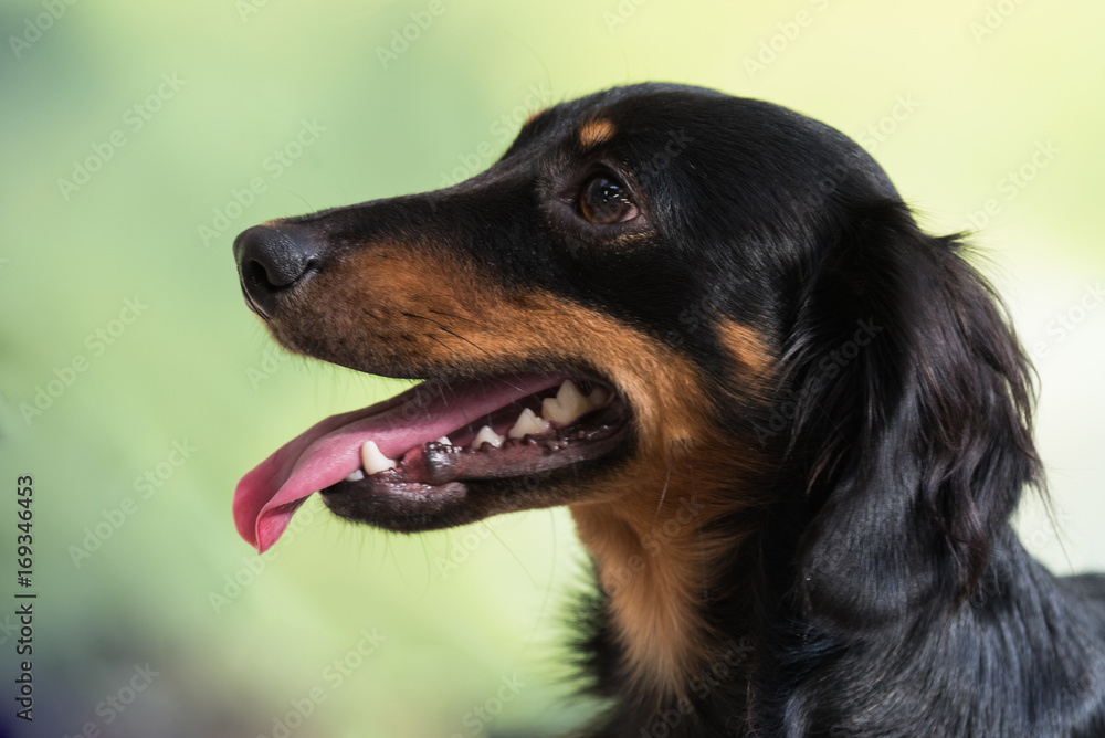 Portrait of black and tan long-haired tweenie dachshund